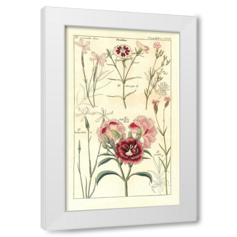 Carnations White Modern Wood Framed Art Print by Dietrich, David