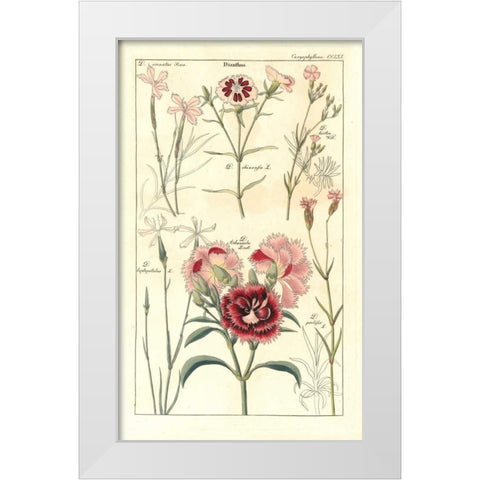 Carnations White Modern Wood Framed Art Print by Dietrich, David
