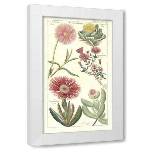 Ice Plant White Modern Wood Framed Art Print by Dietrich, David