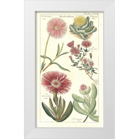 Ice Plant White Modern Wood Framed Art Print by Dietrich, David