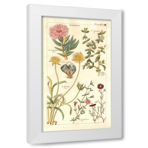 Ice Plant White Modern Wood Framed Art Print by Dietrich, David