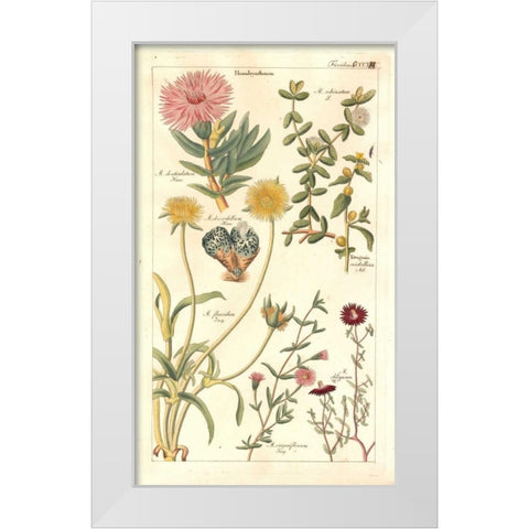 Ice Plant White Modern Wood Framed Art Print by Dietrich, David