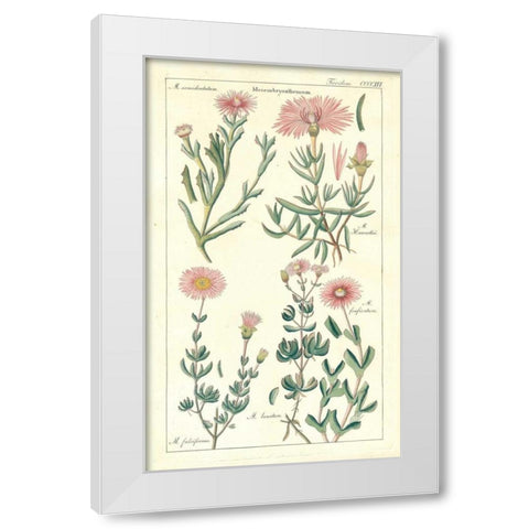 Ice Plant White Modern Wood Framed Art Print by Dietrich, David