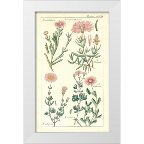 Ice Plant White Modern Wood Framed Art Print by Dietrich, David