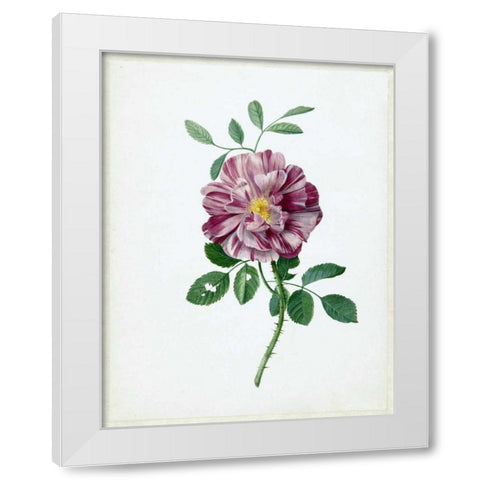 Rose White Modern Wood Framed Art Print by De Bray, Dirck