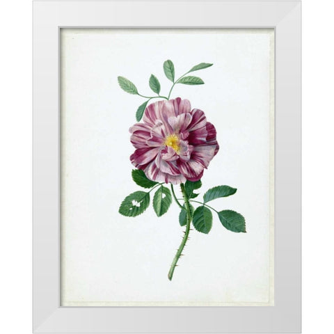 Rose White Modern Wood Framed Art Print by De Bray, Dirck