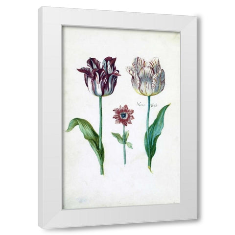 Tulips White Modern Wood Framed Art Print by De Bray, Dirck