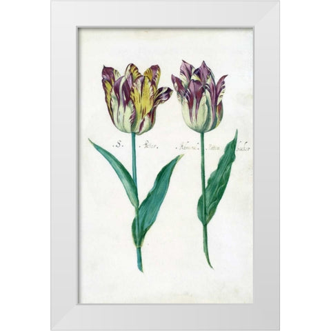 Tullips White Modern Wood Framed Art Print by De Bray, Dirck