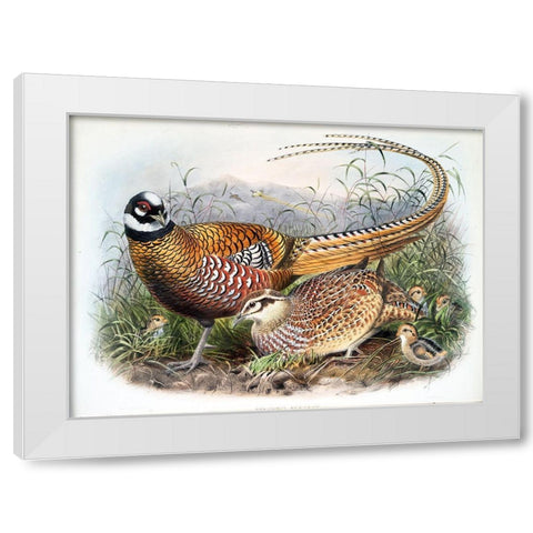 Reeves Pheasants White Modern Wood Framed Art Print by Elliot, David