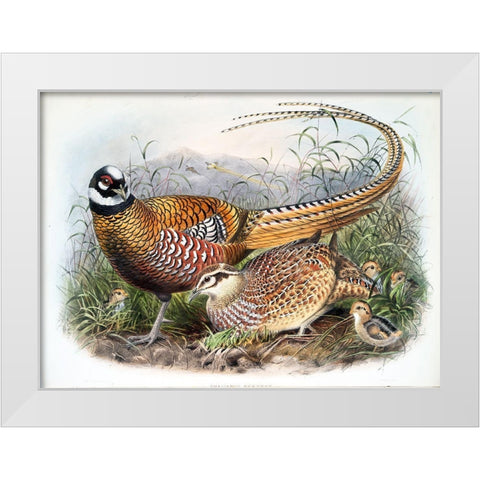 Reeves Pheasants White Modern Wood Framed Art Print by Elliot, David