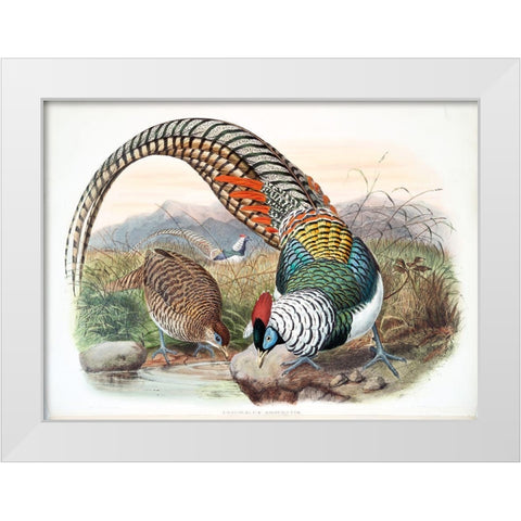 Amherst Pheasant White Modern Wood Framed Art Print by Elliot, David