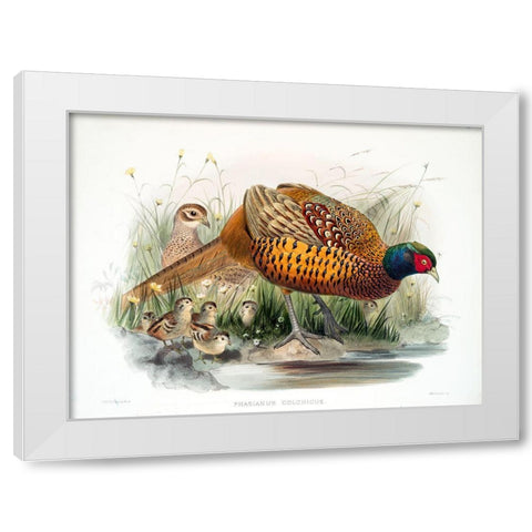 Colchicus Pheasant White Modern Wood Framed Art Print by Elliot, David