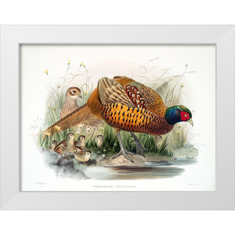 Colchicus Pheasant White Modern Wood Framed Art Print by Elliot, David