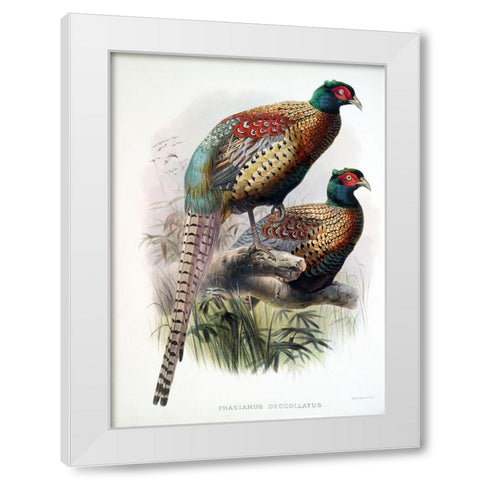 Pheasant Deccollatus White Modern Wood Framed Art Print by Elliot, David