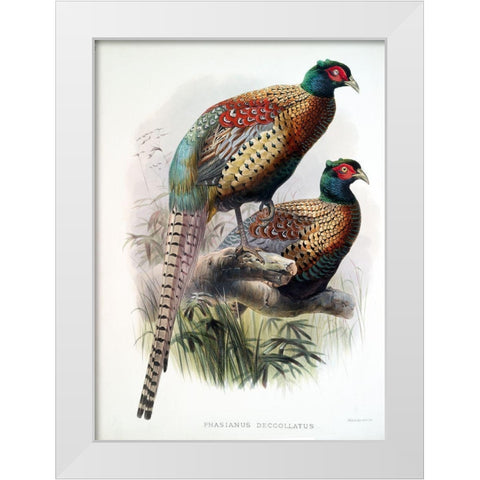 Pheasant Deccollatus White Modern Wood Framed Art Print by Elliot, David