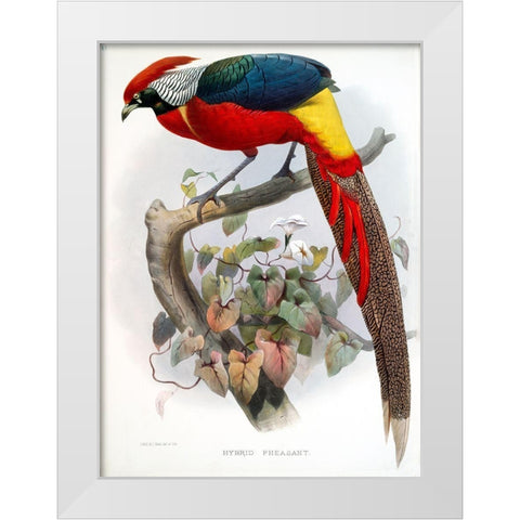 Hybrid Pheasant White Modern Wood Framed Art Print by Elliot, David