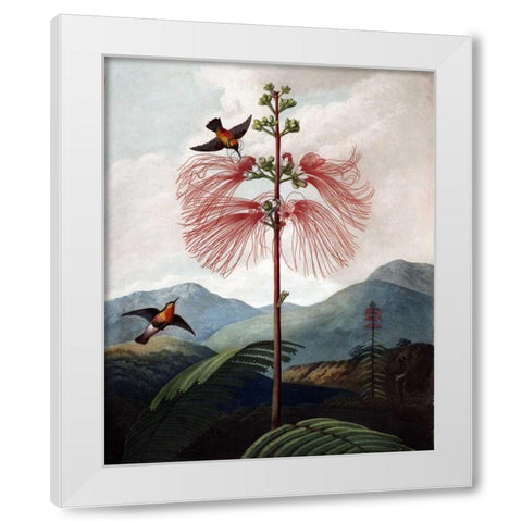 Large Flowering Sensitive Plant White Modern Wood Framed Art Print by Thornton, Dr R