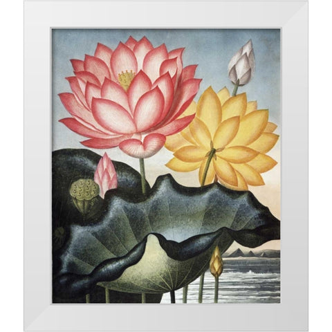 Sacred Egyptian Bean White Modern Wood Framed Art Print by Thornton, Dr R
