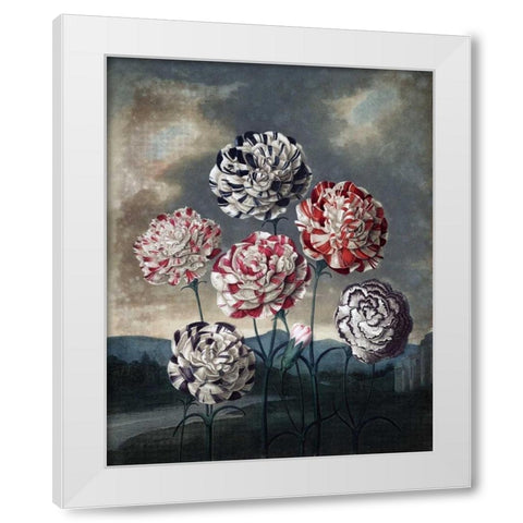 Group of Carnations White Modern Wood Framed Art Print by Thornton, Dr R
