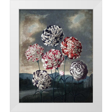 Group of Carnations White Modern Wood Framed Art Print by Thornton, Dr R