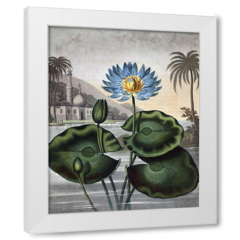 Blue Egyptian Water Lily White Modern Wood Framed Art Print by Thornton, Dr R