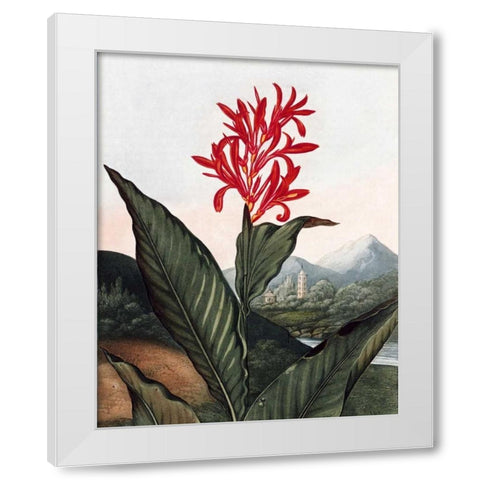 Indian Reed White Modern Wood Framed Art Print by Thornton, Dr R