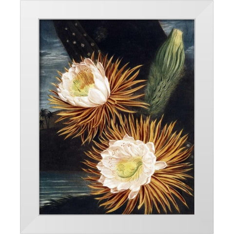 Cereus White Modern Wood Framed Art Print by Thornton, Dr R