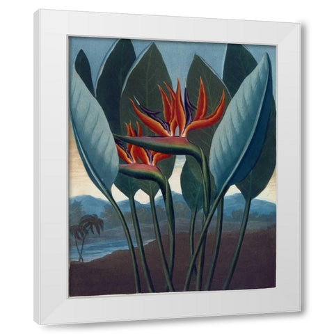 Strelizia White Modern Wood Framed Art Print by Thornton, Dr R