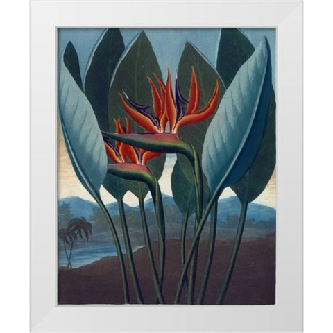 Strelizia White Modern Wood Framed Art Print by Thornton, Dr R