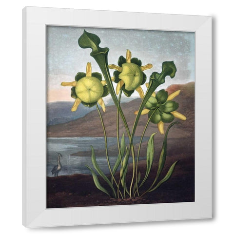 Pitcher Plant White Modern Wood Framed Art Print by Thornton, Dr R