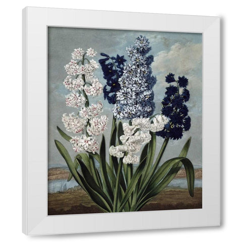 Hyacinth White Modern Wood Framed Art Print by Thornton, Dr R
