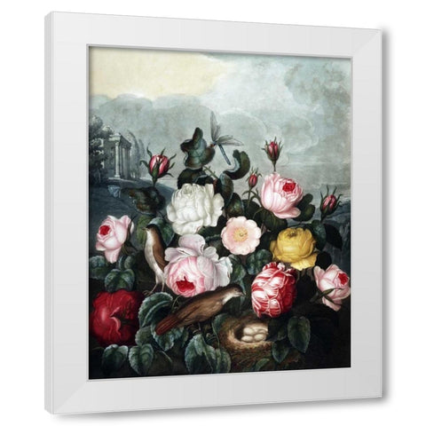 Roses White Modern Wood Framed Art Print by Thornton, Dr R