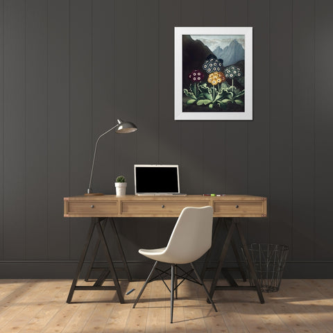 Auriculas White Modern Wood Framed Art Print by Thornton, Dr R