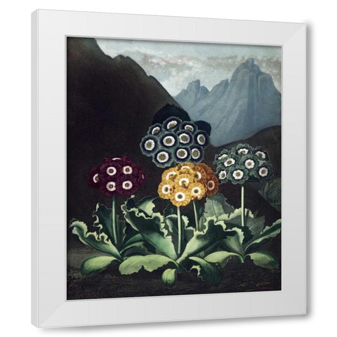 Auriculas White Modern Wood Framed Art Print by Thornton, Dr R