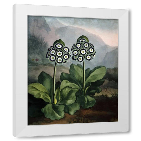 Auriculas White Modern Wood Framed Art Print by Thornton, Dr R