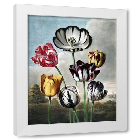 Tulips White Modern Wood Framed Art Print by Thornton, Dr R