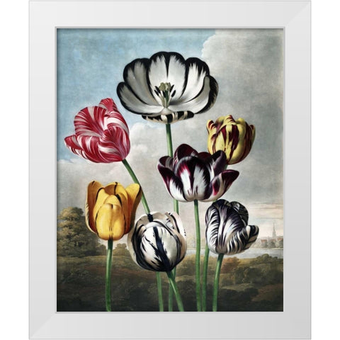 Tulips White Modern Wood Framed Art Print by Thornton, Dr R