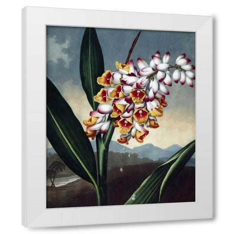 Orchid White Modern Wood Framed Art Print by Thornton, Dr R
