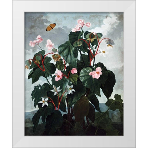 Begonia White Modern Wood Framed Art Print by Thornton, Dr R