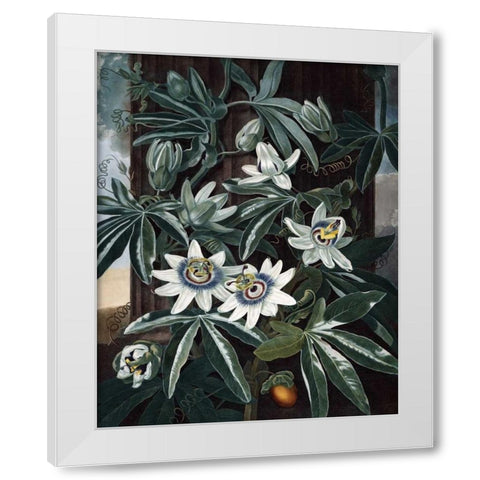Blue Passion Flower White Modern Wood Framed Art Print by Thornton, Dr R