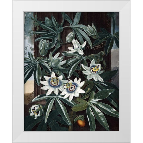 Blue Passion Flower White Modern Wood Framed Art Print by Thornton, Dr R