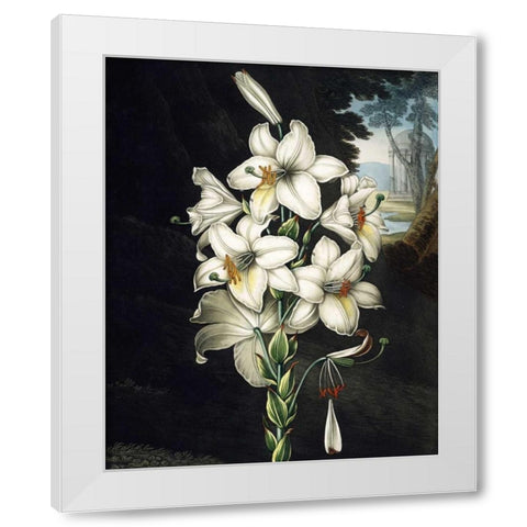 White Lily White Modern Wood Framed Art Print by Thornton, Dr R