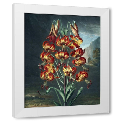Superb Lily White Modern Wood Framed Art Print by Thornton, Dr R