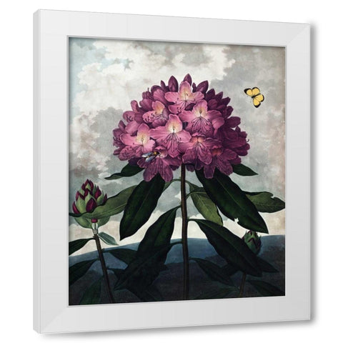 Rhododendron White Modern Wood Framed Art Print by Thornton, Dr R