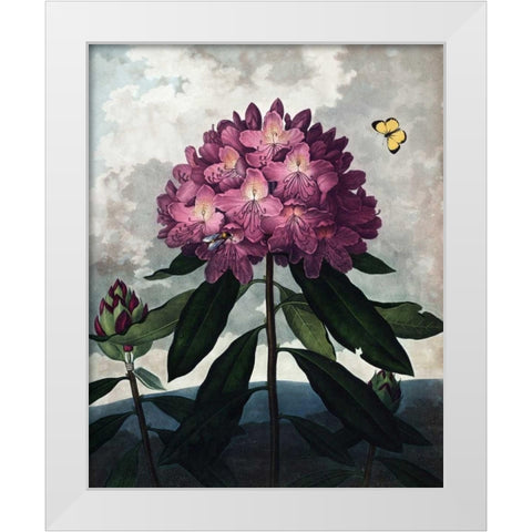 Rhododendron White Modern Wood Framed Art Print by Thornton, Dr R