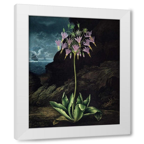 American Cowslip White Modern Wood Framed Art Print by Thornton, Dr R