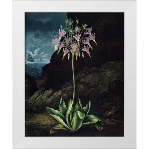 American Cowslip White Modern Wood Framed Art Print by Thornton, Dr R
