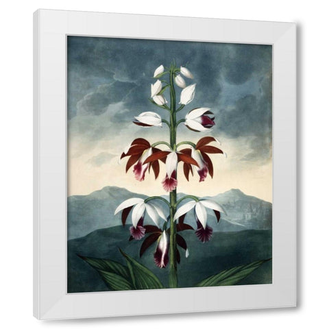 China Limaderen White Modern Wood Framed Art Print by Michaux, Francois A.