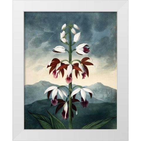 China Limaderen White Modern Wood Framed Art Print by Michaux, Francois A.