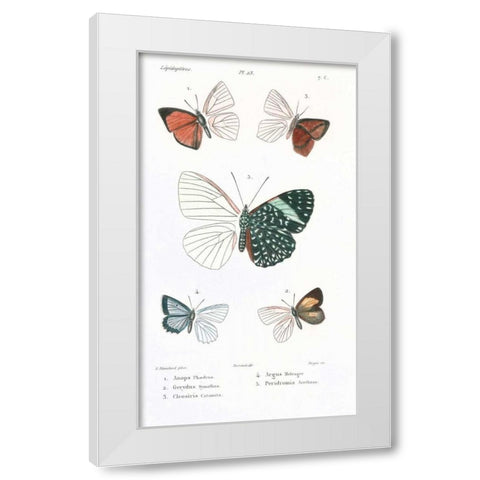Butterflies, Plate 23 White Modern Wood Framed Art Print by Blanchard, Emile